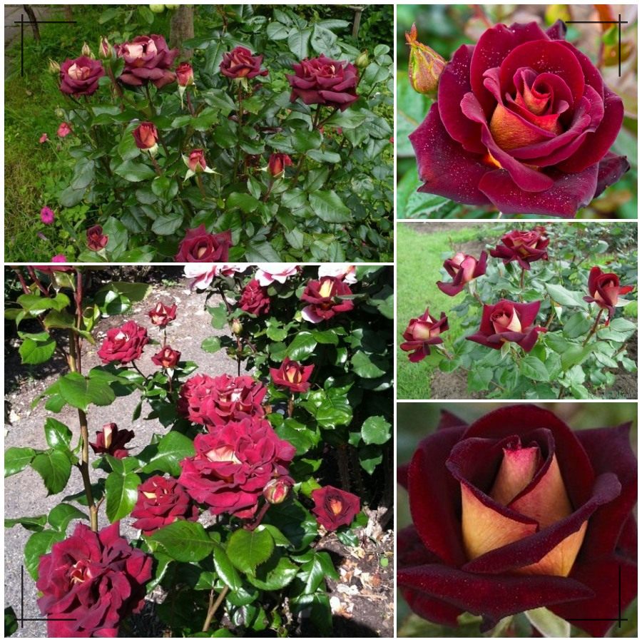 Eddy Mitchell® róża wielkokwiatowa 